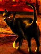 Die Katze, die durch Wände geht   Bild: Candy Kay